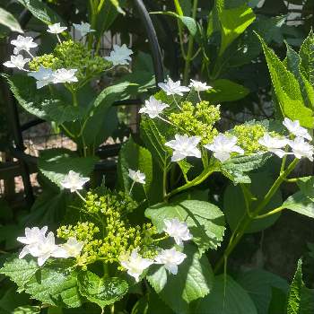 アジサイ 隅田の花火の投稿画像一覧 Greensnap グリーンスナップ