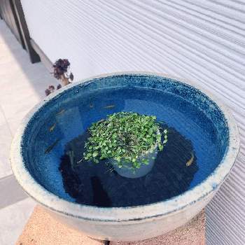 メダカ鉢の画像 by バイラスさん | 玄関と水草とメダカとメダカ鉢と水草と魚の共存とメダカと水草