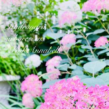 ピンクアナベル♪の画像 by つきよみさん | 小さな庭とアナベルと庭の花とかわいい♡とピンクとガーデニングとピンクアナベル♪と花のある暮らしと風にユラユラとマイ♡ガーデン♡と地植え