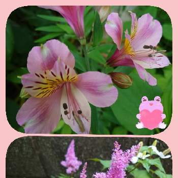 素敵な日曜日を✨の画像 by syamunekoさん | 小さな庭とアスチルベとドクダミとアルストロメリアと素敵な日曜日を✨とｷﾓｶﾜ倶楽部と戦争反対とピンクの日とつながりに感謝とピンクのお花とかわちいと「戦争のない、平和な世界に」と19日はピンクの日!とsyamuのｱﾙｽﾄﾛﾒﾘｱ
