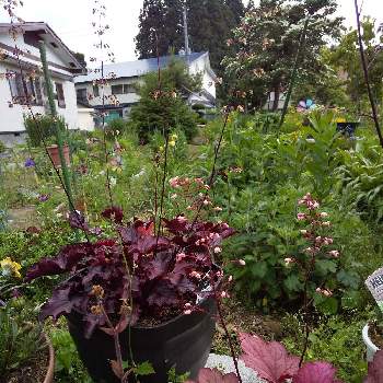 ♥︎すてき♥︎の画像 by ノッコちゃんさん | 小さな庭とヒューケラと色々な色と大好きなお花♡と♥︎すてき♥︎と鉢植えと花のある暮らし