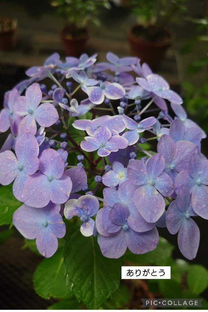 紫陽花 濃いブルー✨お庭に毎年咲きます✨濃い紫色のお花です✨③ 