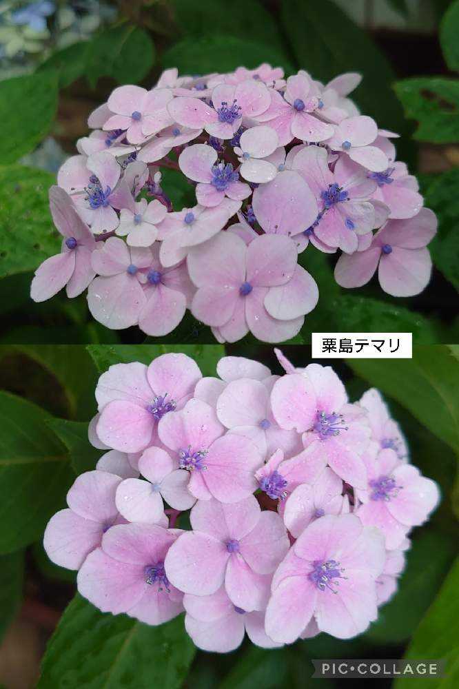 麻溝公園の紫陽花2022③:鉢植え紫陽花展｜🍀GreenSnap（グリーンスナップ）