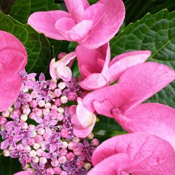 ピンクの花が好きの画像 by hiroさん | ガクアジサイ♡とピンクの花が好きと医療関係者に感謝とJuneの会とコロナに負けるな‼️と2020年6月同期NO,004と19日はピンクの日!とアリランピンク