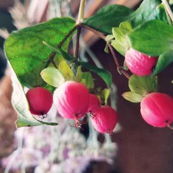 6月14日のお花はローダンセ Greensnap グリーンスナップ