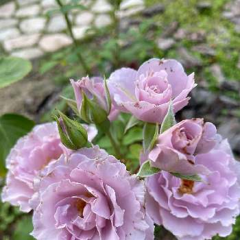 薔薇 ほほえみの画像 by Angela350さん | 広い庭とバラ リベルラとバラと暮らすと優しさありがとうと花だいすきとピンクとつぼみがたくさんと薔薇 ほほえみと笑顔がいちばんと花のある暮らしとひらひらと微笑み