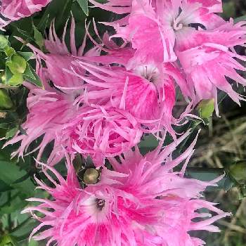 ナデシコ科の投稿画像一覧 Greensnap グリーンスナップ ナデシコ科の投稿画像一覧 Greensnap グリーンスナップ