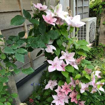 クレマチス ピンクファンタジーの投稿画像一覧 Greensnap グリーンスナップ