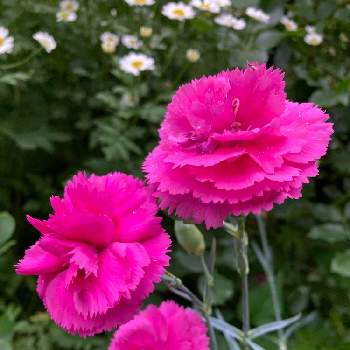 ガーデンカーネーションの投稿画像一覧 Greensnap グリーンスナップ