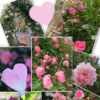 薔薇園の画像 by ウィルママさん | お出かけ先と薔薇園とピンクと心が落ち着く♡とピンクワールドへ ようこそとお花に癒される日々と素敵✨とおしゃれ❤️と大好き♡︎ʾʾと薔薇♪と綺麗✨と花のある暮らし❤️と19日はピンクの日!と日曜日はバラよ❤️