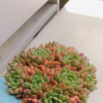 バッシュフルの投稿画像一覧 Greensnap グリーンスナップ