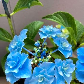 有機肥料の画像 by モコさん | バルコニー/ベランダと紫陽花と深海の色と青い花と夏の花と紫陽花 アジサイ あじさいとアジサイ　紫陽花とお花が好き♡と鉢植えと有機肥料と青い花マニアと植木鉢