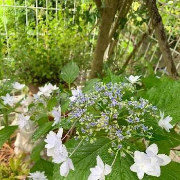 紫陽花 隅田の花火の投稿画像一覧 Greensnap グリーンスナップ