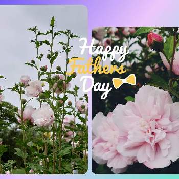 父の日の画像 by ☆せん☆さん | お出かけ先と職場の花とムクゲ♡とムクゲ✽と職場とムクゲ八重と父の日