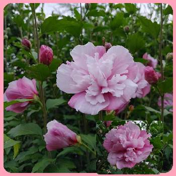 ピンクの日の画像 by ミッチーさん | 小さな庭と八重咲きムクゲと19日はピンクの日♪とI 9日はピンクの日とピンクの日とピンクワールドへ ようこそと19日はピンクの日!