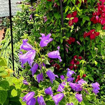 出先での画像 by ぴょんさん | カンパニュラ ふうりんそうと紫のお花♡と綺麗なお花❤と好みの色と花のある暮らしと出先でと爽やかな色