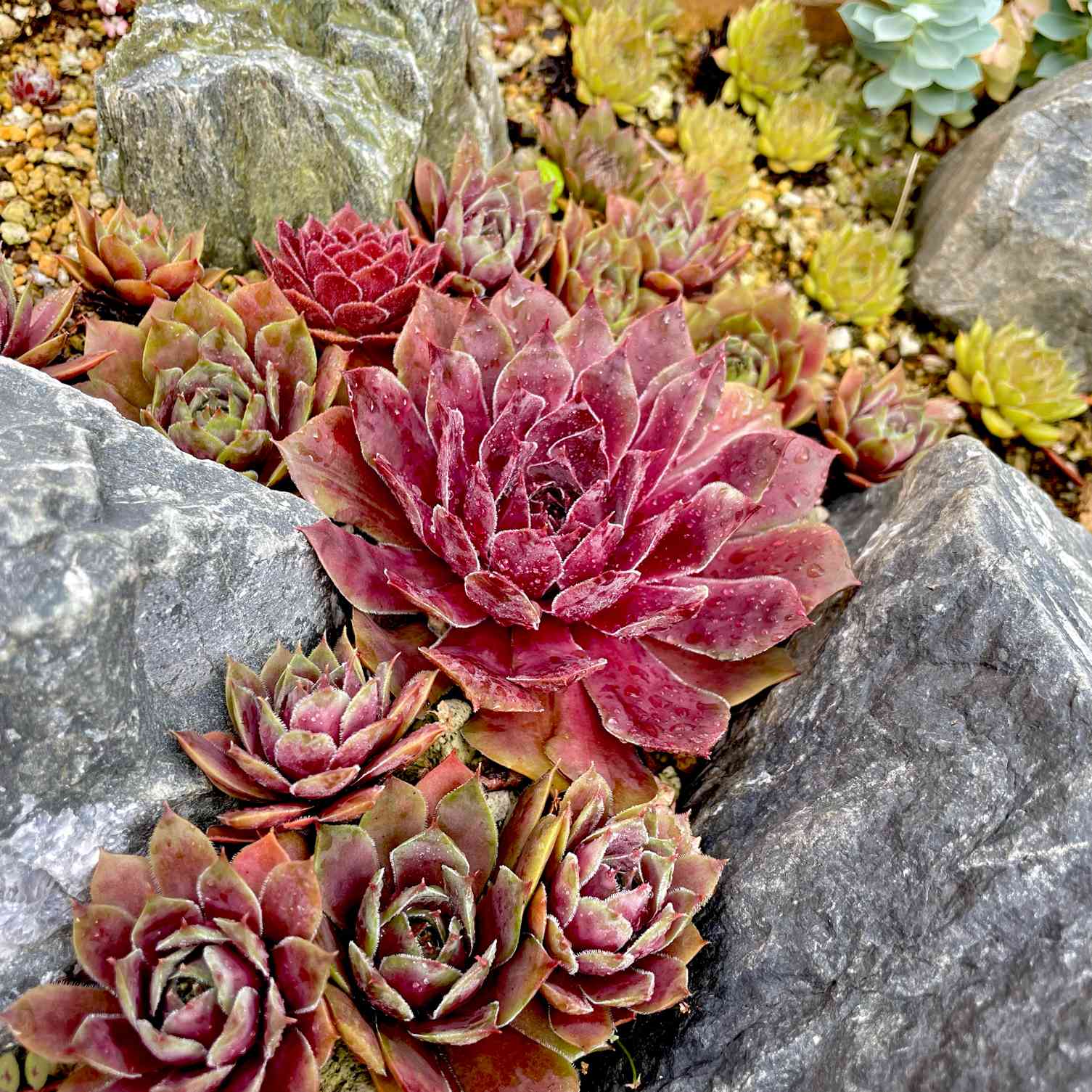 センペルビウム ミズリーローズの一覧｜🍀GreenSnap（グリーンスナップ）