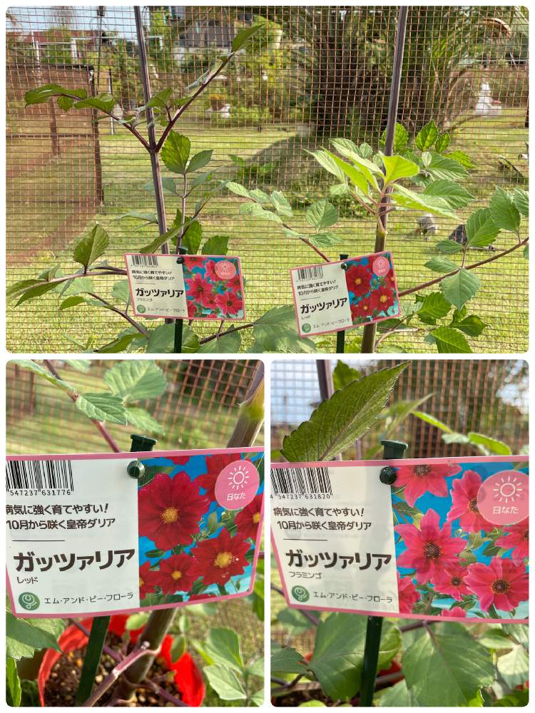 皇帝ダリアの投稿画像 By ラックスさん 広い庭とピンクの花と大きなダリアと広いお庭と赤い花とガーデニングと皇帝ダリア とピンクの花と大きなダリア と広いお庭と赤い花とガーデニングと皇帝ダリア 22月6月19日 Greensnap グリーンスナップ Greensnap