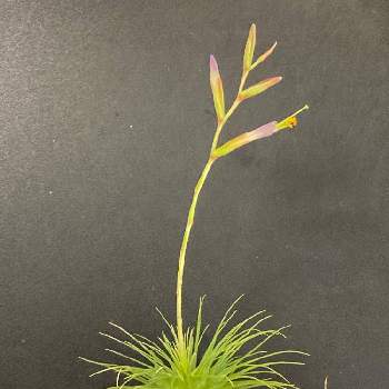 チランジア フックシー フックシーの投稿画像一覧 Greensnap グリーンスナップ