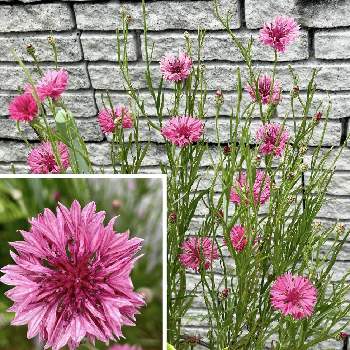 矢車菊,自宅の花壇,皆様にありがとう♡,可愛いお花,ピンクの日の画像