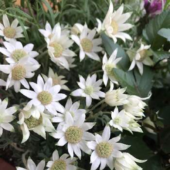 フランネルフラワー 天使のウインクの投稿画像一覧 Greensnap グリーンスナップ