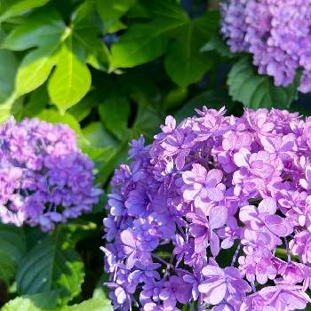 雨が似合うの画像 by kikuchixさん | 小さな庭と紫陽花とアジサイとてまりてまりとアジサイ　紫陽花と紫陽花 アジサイ あじさいと雨が似合うとあじさいフォトコンテスト2022