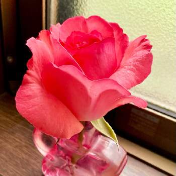今日の草木の画像 by margaritaさん | 窓辺と癒しの時間と今日の一枚とおきにいりといやし♡と今日の花と小さな幸せ♡と花のある暮らしと大好き♡︎ʾʾと薔薇♪とかわいい♡♡と今日の草木