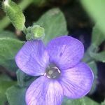 ムラサキナズナ属の一覧 Greensnap グリーンスナップ