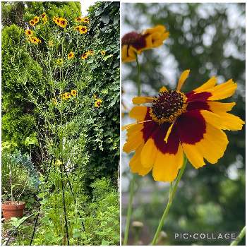うちの庭からの画像 by グロリオサさん | コレオプシス ガーネットとジャノメソウ （ハルシャギク）とハルシャギクと種から発芽とうちの庭からと元気に育ててますよ