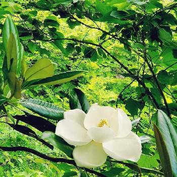 タイサンボクの花の投稿画像一覧 Greensnap グリーンスナップ