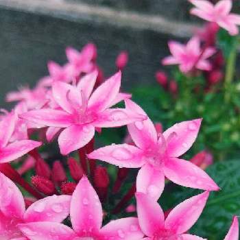 手作り花壇の画像 by n_atsuさん | ペンタスとピンクの花と手作り花壇と19日はピンクの日!