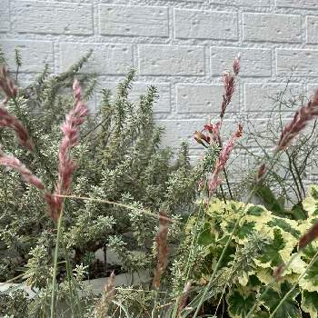 ウエストリンギア（オーストラリアンローズマリー）の画像 by はなさん | 小さな庭とメリニス サバンナとゼラニウムとツルバキアとウエストリンギア（オーストラリアンローズマリー）とスターチスとウエストリンギア！と ゼラニウムとおうち園芸と ツルバキアと鉢植えとメリニス・サバンナ