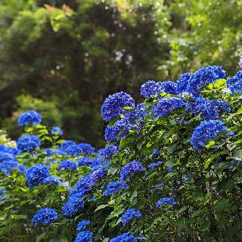 和歌山 緑花センターの投稿画像一覧 Greensnap グリーンスナップ