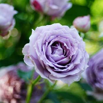 薄紫色のバラの投稿画像一覧 Greensnap グリーンスナップ