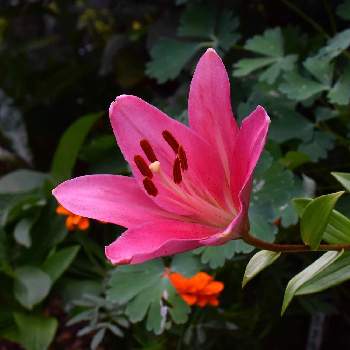 イーアスつくばの投稿画像一覧 Greensnap グリーンスナップ