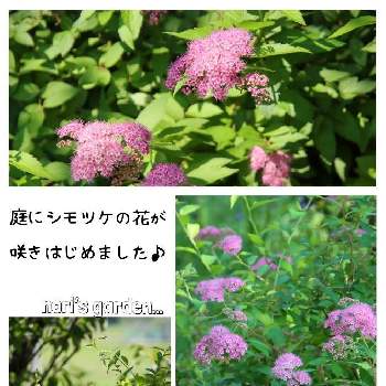 ほっこり♡の画像 by noriさん | 広い庭とシモツケ とずくだせ信州とシモツケ❤とほっこり♡とマイガーデンとはなのある暮らしとチーム長野と自然の癒しと花のある暮らしとお花好き