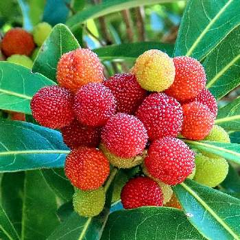 食べられる植物の画像 by moca☆さん | お出かけ先とヤマモモと果実と赤い実と公園樹木と食べられる植物