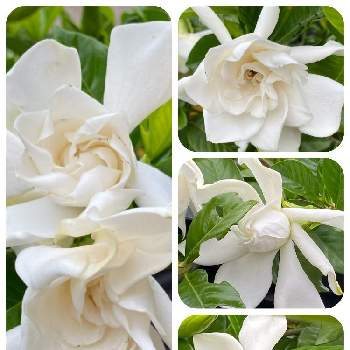 やっぱり白花の画像 by くみこさん | お花大好き♡とやっぱり白花とアカネ科と綺麗と常緑低木とクチナシ♡とお隣りさんのお花といい香りと白い花