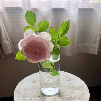 クリスティアーナの画像 by Yumimiさん | 窓辺とクリスティアーナとクリスティアーナ　バラとおうち園芸と꒰ღ˘◡˘ற꒱かわゅ~と花のある暮らしとお花は癒しと花が好きと可愛いね♡と月曜日にはバラをとYumimiの花壇♡