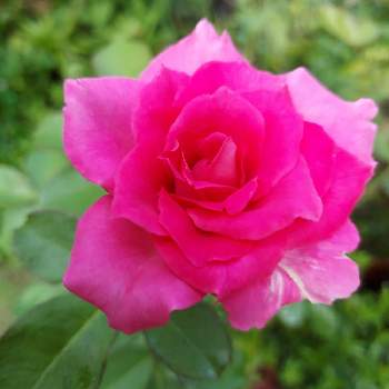 カワイイ～☺️の画像 by IKUMAMAさん | 小さな庭とカワイイ～☺️と咲いてくれてありがとう❤とローズうらら　バラとおうち園芸と鉢植えのバラとバラ・ミニバラとバラを楽しむと癒し♡