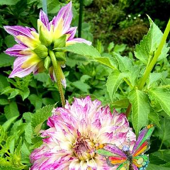 ダリア ウェディングマーチの投稿画像一覧 Greensnap グリーンスナップ