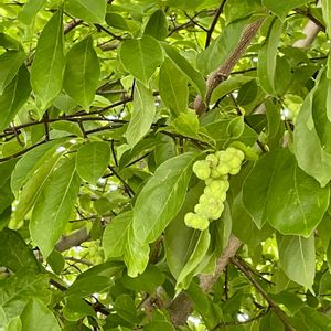 コブシ,コブシの実,花壇,植栽,落葉高木の画像