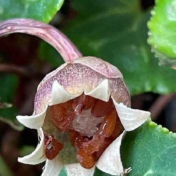 シクラメンの実 種 の投稿画像一覧 Greensnap グリーンスナップ