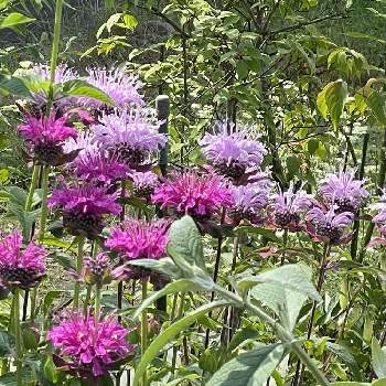 タイマツソウの投稿画像一覧 Greensnap グリーンスナップ