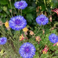 矢車菊,こぼれ種から発芽,小さな庭の画像