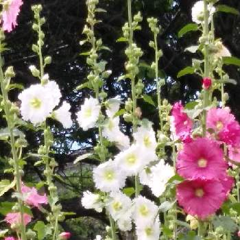 立葵（タチアオイ）の画像 by 妖精さん | お出かけ先と立葵（タチアオイ）とお散歩♪と夏の花と優しげなお花と花のある暮らしと素敵と可愛い♡
