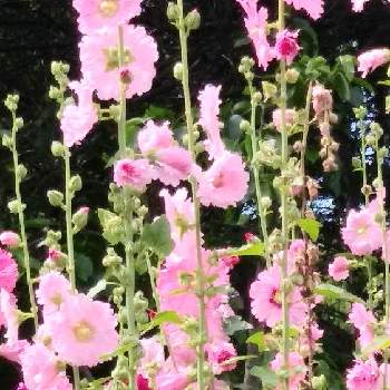 立葵（タチアオイ）の画像 by 妖精さん | お出かけ先と立葵（タチアオイ）とお散歩♪と夏の花と優しげなお花と花のある暮らしと素敵と可愛い♡