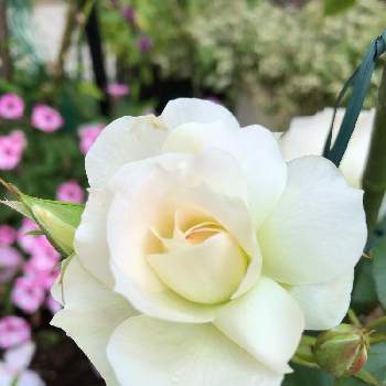 可愛いバラの投稿画像一覧 Greensnap グリーンスナップ