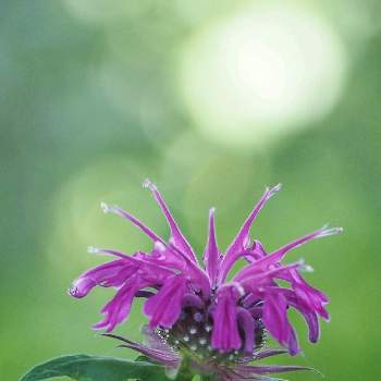 タイマツソウの投稿画像一覧 Greensnap グリーンスナップ