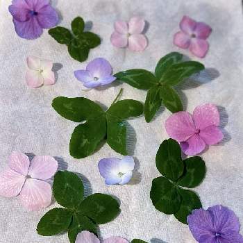 四葉ならぬ五つ葉のクローバーの投稿画像一覧 Greensnap グリーンスナップ